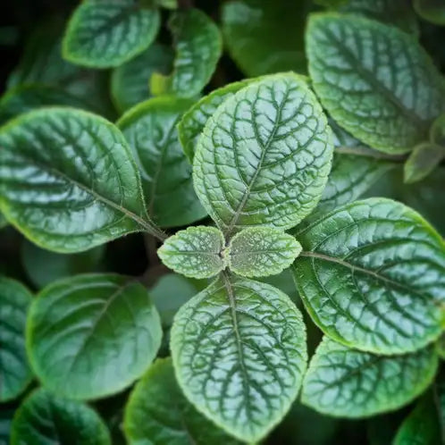GREEN GODDESS