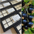BLACK CURRANT + JASMINE WAX MELTS