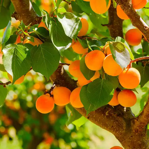 APRICOT GROVE