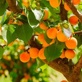 Apricot Grove