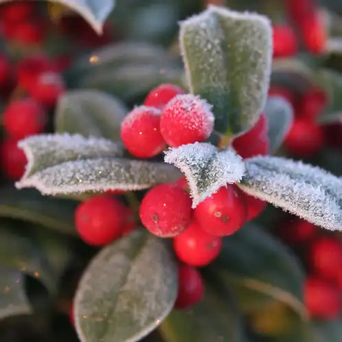 WOODLAND BERRIES