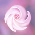 MOONFLOWER NECTAR FOAMING HAND SOAP