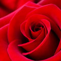 ROSE PETALS