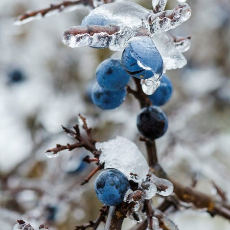 Frosted Juniper